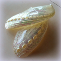 �m�X�^���W�b�N�V�F���A�b�v�摜�@�A�g���G���������[�t�@