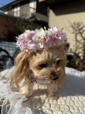 やわらか花かんむりインストラクター養成講座　花冠　はなかんむり　ペット　　アーティフィシャルフラワー　ヨークシャテリア｜アトリエレモンリーフ　