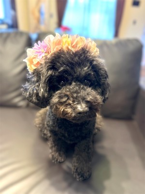 やわらか花かんむりインストラクター養成講座　花冠　はなかんむり　ペット　　アーティフィシャルフラワー　黒い犬｜アトリエレモンリーフ　