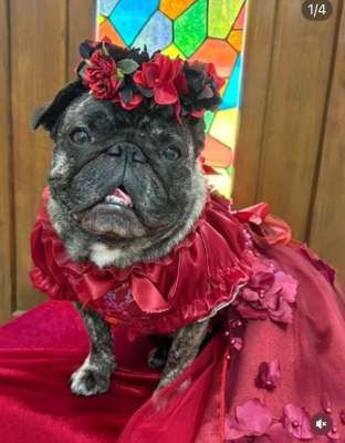 やわらか花かんむりインストラクター養成講座　花冠　はなかんむり　ペット　　アーティフィシャルフラワー　ブルドック｜アトリエレモンリーフ　