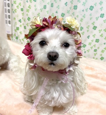 やわらか花かんむりインストラクター養成講座　花冠　はなかんむり　ペット　　アーティフィシャルフラワー｜アトリエレモンリーフ　