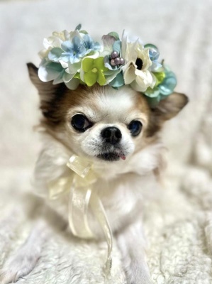 やわらか花かんむりインストラクター養成講座　花冠　はなかんむり　ペット　　アーティフィシャルフラワー｜アトリエレモンリーフ　