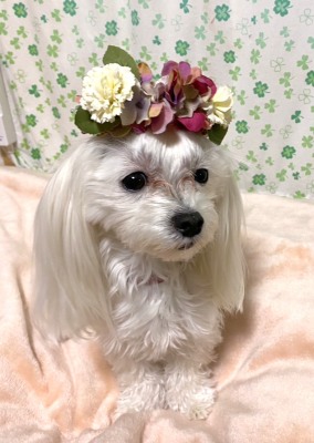 やわらか花かんむりインストラクター養成講座　花冠　はなかんむり　ペット　　アーティフィシャルフラワー｜アトリエレモンリーフ　