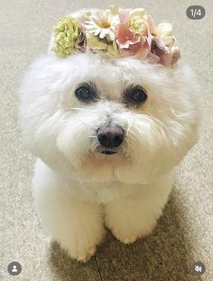 やわらか花かんむりインストラクター養成講座　花冠　はなかんむり　ペット　　アーティフィシャルフラワー｜アトリエレモンリーフ　