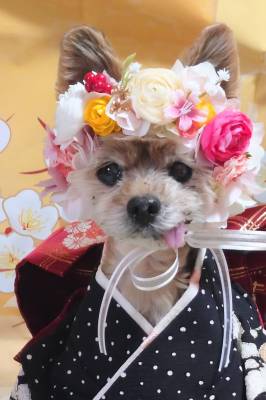 やわらか花かんむりインストラクター養成講座　花冠　はなかんむり　ペット　　アーティフィシャルフラワー　和風　｜アトリエレモンリーフ　