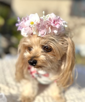 やわらか花かんむりインストラクター養成講座　花冠　はなかんむり　ペット　　アーティフィシャルフラワ　ヨークシャテリアー｜アトリエレモンリーフ　