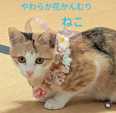やわらか花かんむりインストラクター養成講座　花冠　はなかんむり　ペット　　猫　アーティフィシャルフラワー｜アトリエレモンリーフ　