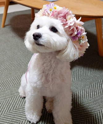 ペット、花冠、はなかんむり、花かんむり、やわらか花かんむり｜アトリエレモンリーフ　