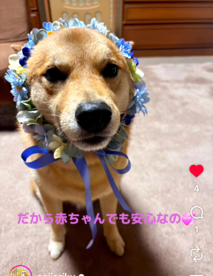 ペット、花冠、はなかんむり、花かんむり、やわらか花かんむり　ブルー　｜アトリエレモンリーフ　