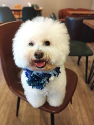 ペット、花冠、はなかんむり、花かんむり、やわらか花かんむり　白い犬｜アトリエレモンリーフ　