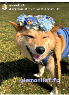 ペット、花冠、はなかんむり、花かんむり、やわらか花かんむり｜アトリエレモンリーフ　