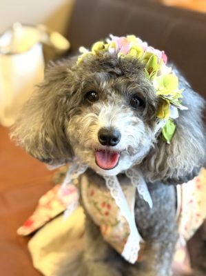 ペット、花冠、はなかんむり、花かんむり、やわらか花かんむり｜アトリエレモンリーフ　