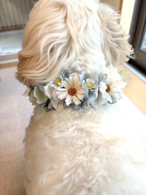 ペット、花冠、はなかんむり、花かんむり、やわらか花かんむり　後ろ｜アトリエレモンリーフ　