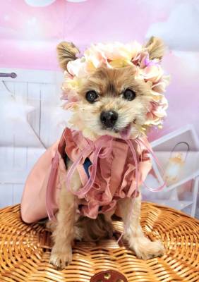 ペット、花冠、はなかんむり、花かんむり、やわらか花かんむり　かわいい｜アトリエレモンリーフ　