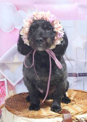 ペット、花冠、はなかんむり、花かんむり、やわらか花かんむり｜アトリエレモンリーフ　