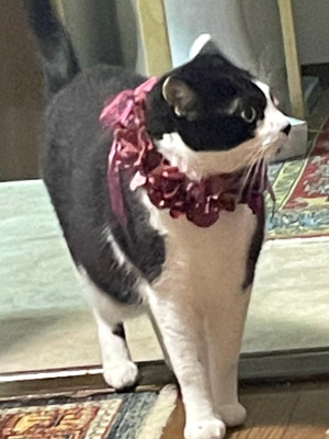 ペット、花冠、はなかんむり、花かんむり、やわらか花かんむり　ねこ｜アトリエレモンリーフ　