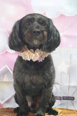 ペット、花冠、はなかんむり、花かんむり、やわらか花かんむり　黒い犬｜アトリエレモンリーフ　