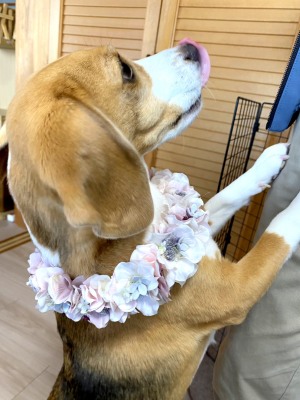 ペット、花冠、はなかんむり、花かんむり、やわらか花かんむり　ピンク｜アトリエレモンリーフ　