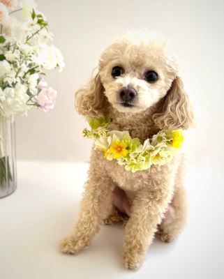 ペット、花冠、はなかんむり、花かんむり、やわらか花かんむり｜アトリエレモンリーフ　
