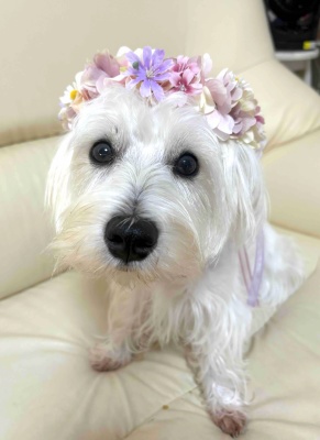 ペット、花冠、はなかんむり、花かんむり、やわらか花かんむり　　ピンク　｜アトリエレモンリーフ　