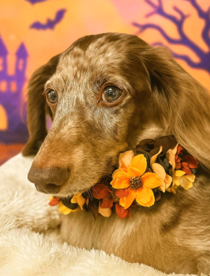 ペット、花冠、はなかんむり、花かんむり、やわらか花かんむり｜アトリエレモンリーフ　