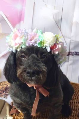 ペット、花冠、はなかんむり、花かんむり、やわらか花かんむり｜アトリエレモンリーフ　