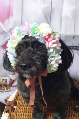 ペット、花冠、はなかんむり、花かんむり、やわらか花かんむり｜アトリエレモンリーフ　