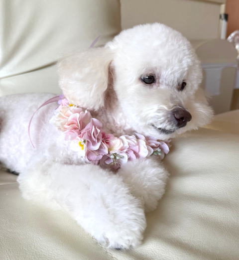 やわらか花かんむり　アーティフィシャルフラワー　犬グッズ　ピンク　花冠｜アトリエレモンリーフ　