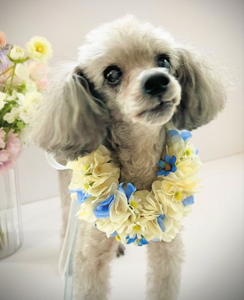 やわらか花かんむり　アーティフィシャルフラワー　花冠｜アトリエレモンリーフ　