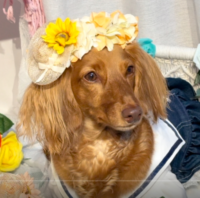 やわらか花かんむり　アーティフィシャルフラワー　花冠　はなかんむり　犬グッズ｜アトリエレモンリーフ　