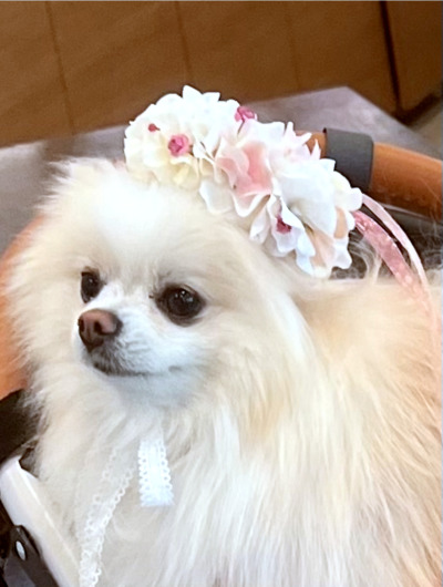 やわらか花かんむり　アーティフィシャルフラワー犬グッズ　花冠｜アトリエレモンリーフ　