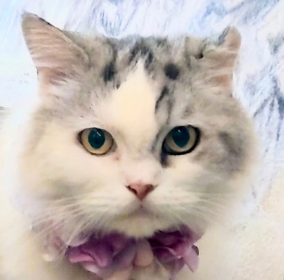 やわらか花かんむり　アーティフィシャルフラワー　白い猫　猫グッズ　　花冠｜アトリエレモンリーフ　