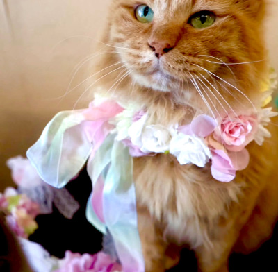 やわらか花かんむり　アーティフィシャルフラワー猫グッズ　ピンク　　花冠｜アトリエレモンリーフ　