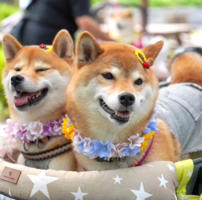 やわらか花かんむり　アーティフィシャルフラワー　犬グッズ　二匹　花冠｜アトリエレモンリーフ　