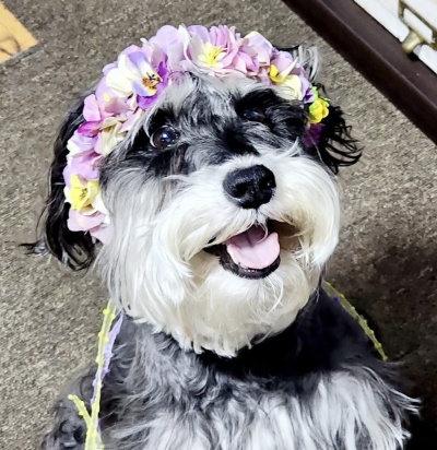 やわらか花かんむり　アーティフィシャルフラワー　犬グッズ　ピンク　　花冠｜アトリエレモンリーフ　