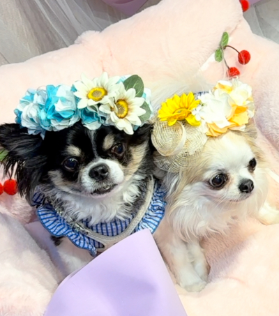 やわらか花かんむり　アーティフィシャルフラワー　犬グッズ　ちわわ　花冠｜アトリエレモンリーフ　