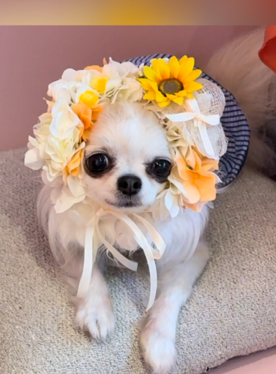 やわらか花かんむり　アーティフィシャルフラワー　花冠　犬グッズ　｜アトリエレモンリーフ　