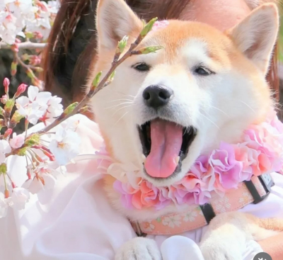 やわらか花かんむり　アーティフィシャルフラワー犬グッズ　　花冠　ピンク　｜アトリエレモンリーフ　