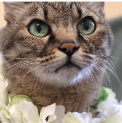 やわらか花かんむり　アーティフィシャルフラワー　ネゴグッズ　花冠｜アトリエレモンリーフ　