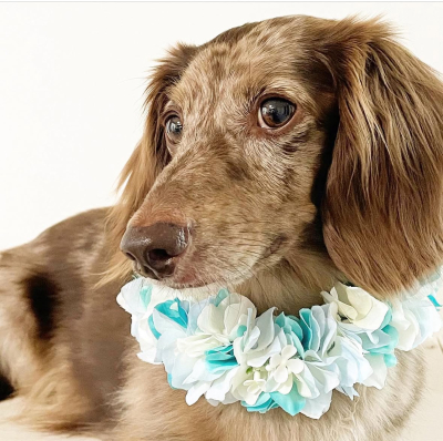やわらか花かんむり　アーティフィシャルフラワー　　犬グッズ　ブルー　花冠｜アトリエレモンリーフ　