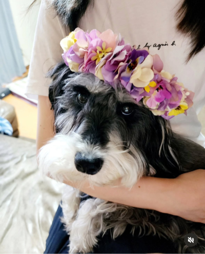 やわらか花かんむり　犬グッズ　アーティフィシャルフラワー　花冠｜アトリエレモンリーフ　