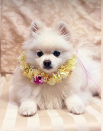 やわらか花かんむり　アーティフィシャルフラワー　花冠　犬グッズ｜アトリエレモンリーフ　