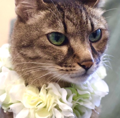 やわらか花かんむり　アーティフィシャルフラワー　猫グッズ　　花冠｜アトリエレモンリーフ　