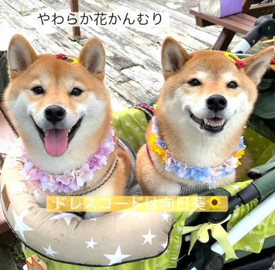 やわらか花かんむり　アーティフィシャルフラワー　花冠　花かんむり　ドッグアイテム｜アトリエレモンリーフ　