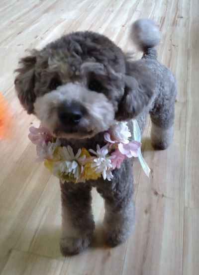 ペット用　花冠　やわらか花かんむり　インストラクター　はなかんむり　1ノンワイヤー　安全　　カワイイ花かんむり　　プードル　｜アトリエレモンリーフ　