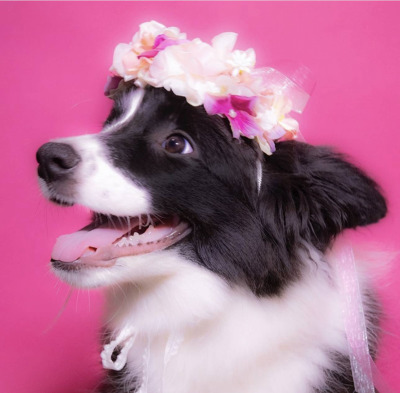 ペット用　花冠　やわらか花かんむり　インストラクター　はなかんむり　1ノンワイヤー　安全　　カワイイ花かんむり　　｜アトリエレモンリーフ　