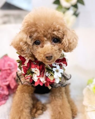 ペット用　花冠　やわらか花かんむり　インストラクター　はなかんむり　1ノンワイヤー　安全　　カワイイ花かんむり　　｜アトリエレモンリーフ　