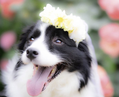 ペット用　花冠　やわらか　花かんむり　インストラクター　はなかんむり　1ノンワイヤー　安全　　カワイイ花かんむり　　｜アトリエレモンリーフ　
