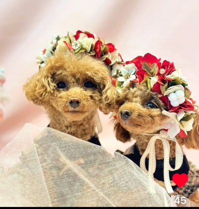 ペット用　花冠　やわらか花かんむり　インストラクター　はなかんむり　1ノンワイヤー　安全　　3　｜アトリエレモンリーフ　