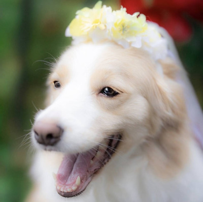 ペット用　花冠　やわらか花かんむり　インストラクター　はなかんむり　1ノンワイヤー　安全　　　｜アトリエレモンリーフ　